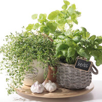 Servítky kusové FLAVOR OF HERBS, Paw
