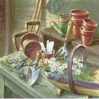  DAISIES IN GARDEN SHED,   Ti-flair
