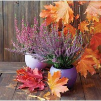 ERICA IN POT, Ambiente