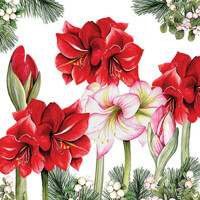 BLOOMING AMARYLLIS white, Ambiente