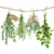  FRESH HERBS, Ambiente