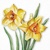 FLOWERING DAFFODILS, Ambiente