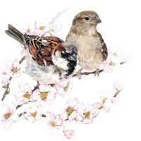  SPARROWS BLOSSOM, Ambiente