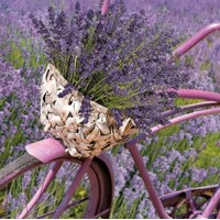 LAVENDER BICYCLE, D