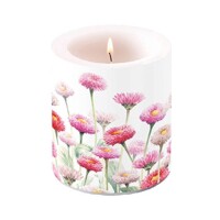 PAINTED BELLIS, Ambiente