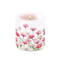  PAINTED BELLIS, Ambiente