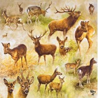 COLLAGE OF DEERS 33x33, Ambiente