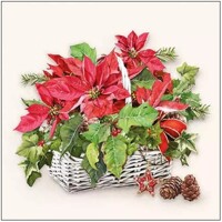  POINSETTIA IN BASKET, Ambiente