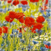  POPPIES AND CORNFLOWERS, HF