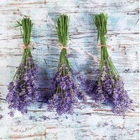 LAVENDER BOUQUETS, Ambiente