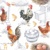 40x150 CHICKEN FARM, Ambiente