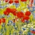  POPPIES AND CORNFLOWERS, HF