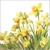  GOLDEN DAFFODILS, Ambiente